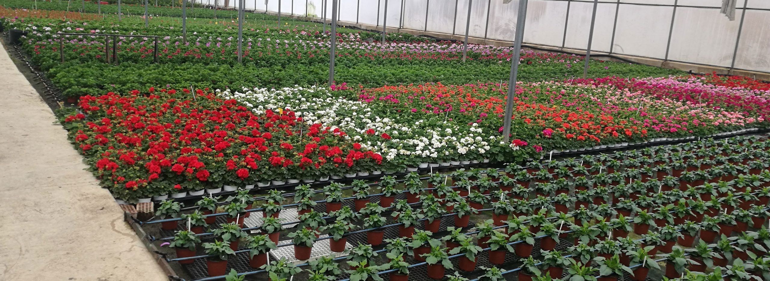 Vivero Sanfélix